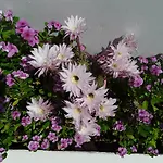 Ξενοδοχείο Azalea