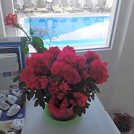 Azalea