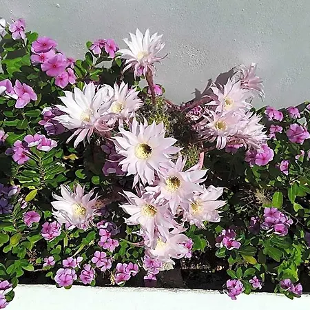 Azalea 호텔 2*